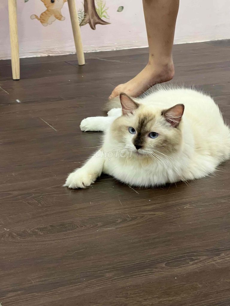 mèo Ragdoll 8 tháng tuổi