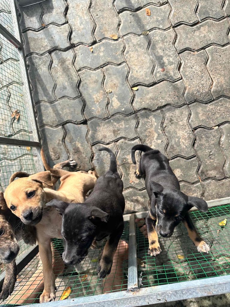 phú quốc thuần chuẩn. Mua bán Chó tại Quận Ngũ Hành Sơn Đà Nẵng được đăng bởi hải hình 1