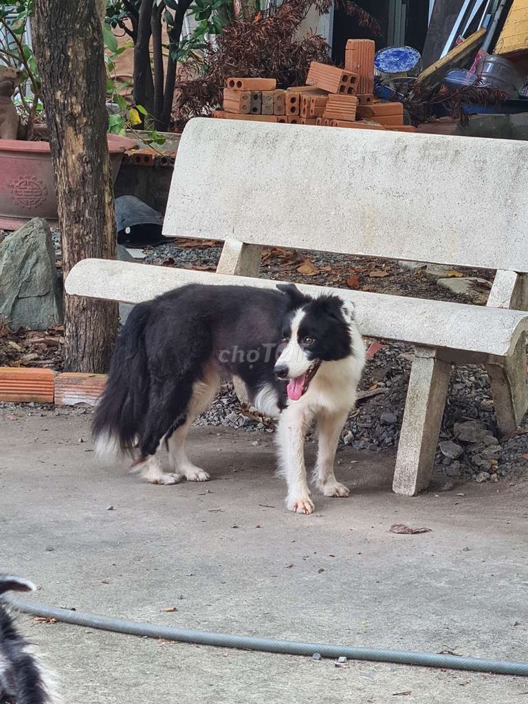 Thanh lý chó chăn cừu trưởng thành - Border Collie