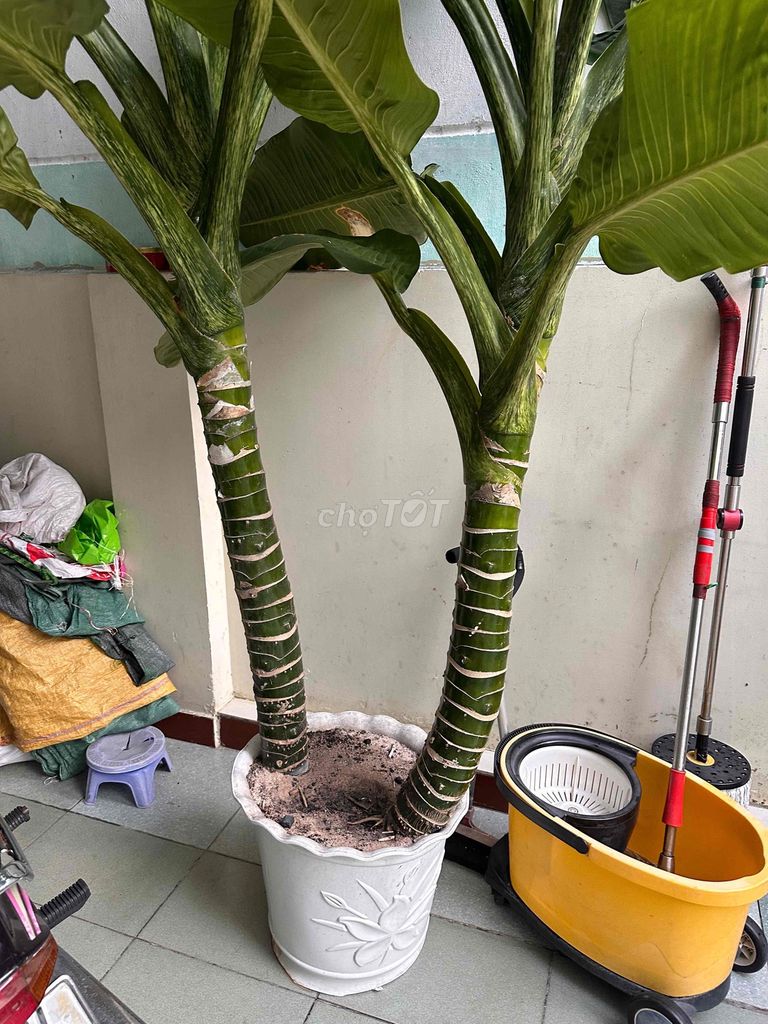 Cây cảnh Đại Phú Gia 2m3. Mua bán Cây cảnh, đồ trang trí tại Thành phố Vũng Tàu Bà Rịa - Vũng Tàu được đăng bởi Trà Quan Nghĩa hình 1