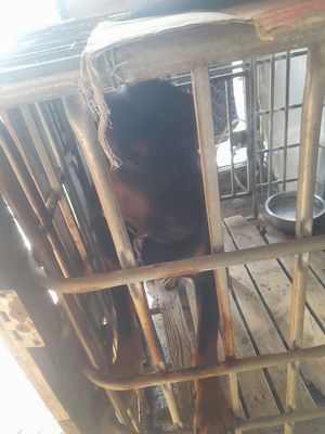 Cho rottweiler đưc