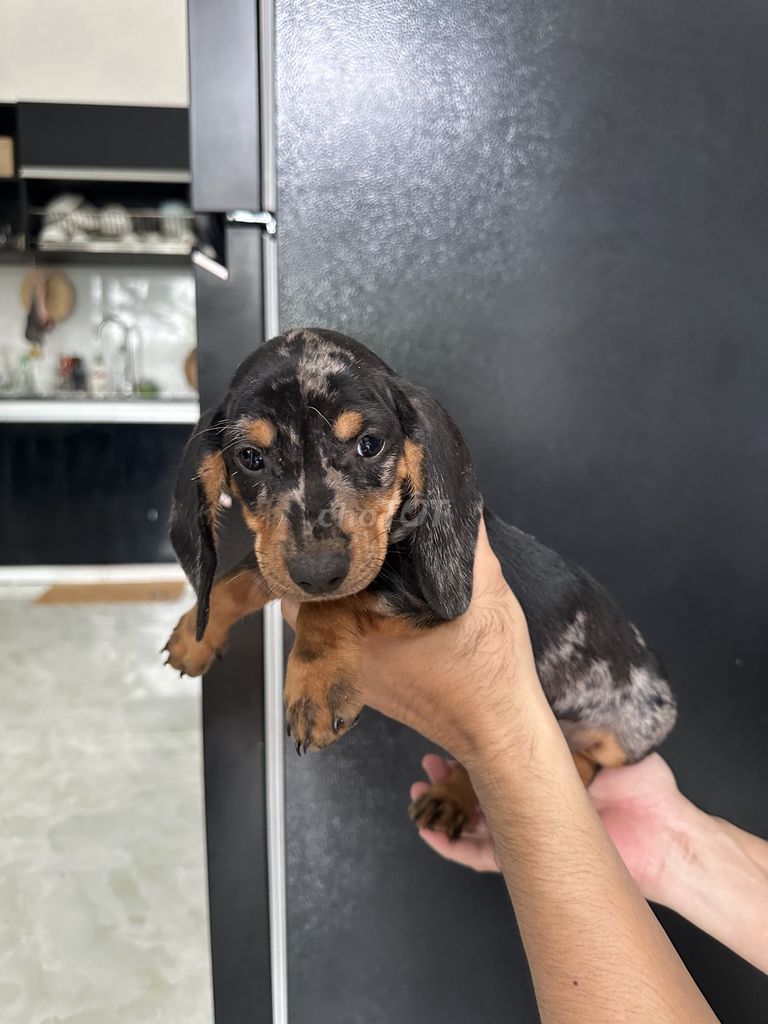 Chó Lạp xưởng 2.5 tháng. Mua bán Chó tại Huyện Long Thành Đồng Nai được đăng bởi Hằng hình 5