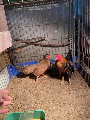 cặp đúc cộc cần chia. Mua bán Gà tại Quận Long Biên Hà Nội được đăng bởi cây cảnh bonsai 