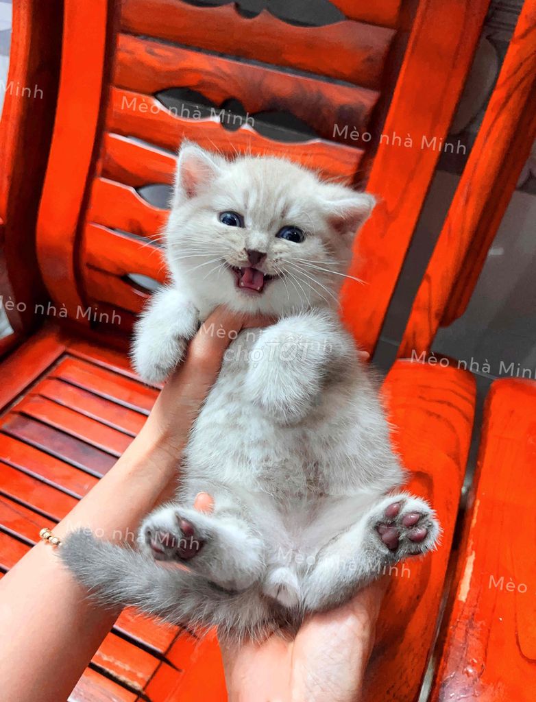 Mèo Anh lông ngắn Cream Tappy Scottish Fold. Mua bán Mèo tại Quận Gò Vấp Tp Hồ Chí Minh được đăng bởi Mèo Của Mình hình 1