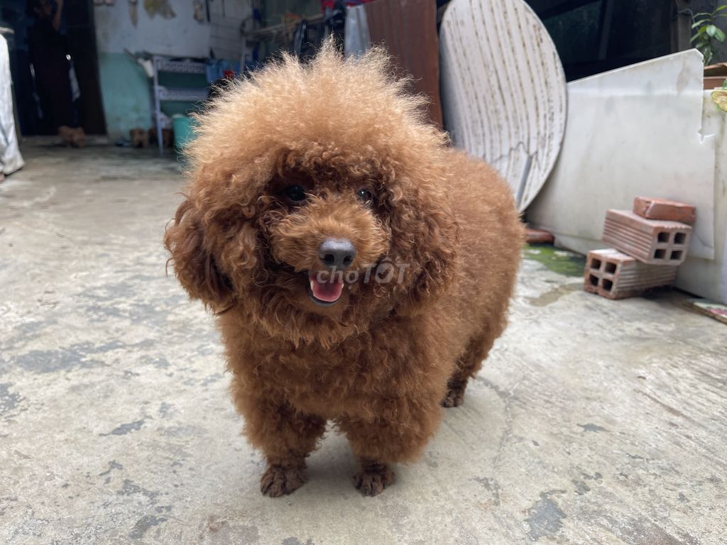 Bán  poodle trưởng thành đực, nặng 3 kg,