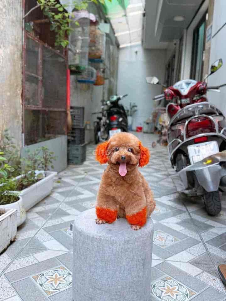 Chó Poodle Nâu, cam Cả hai Đã tiêm phòng. Mua bán Chó tại Thành phố Mỹ Tho Tiền Giang được đăng bởi Nguyễn Thị Huỳnh Mai hình 1