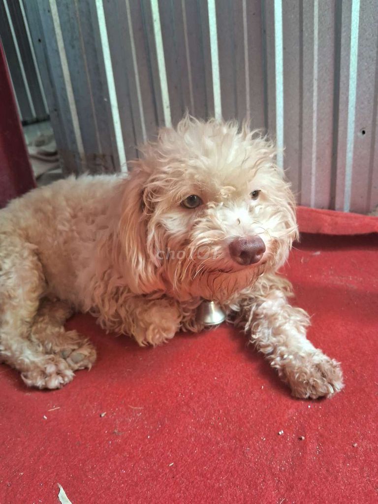 Chó Poodle cái đã phối giống.dc 1 tháng. Mua bán Chó tại Huyện Vũng Liêm Vĩnh Long được đăng bởi thanh hình 1