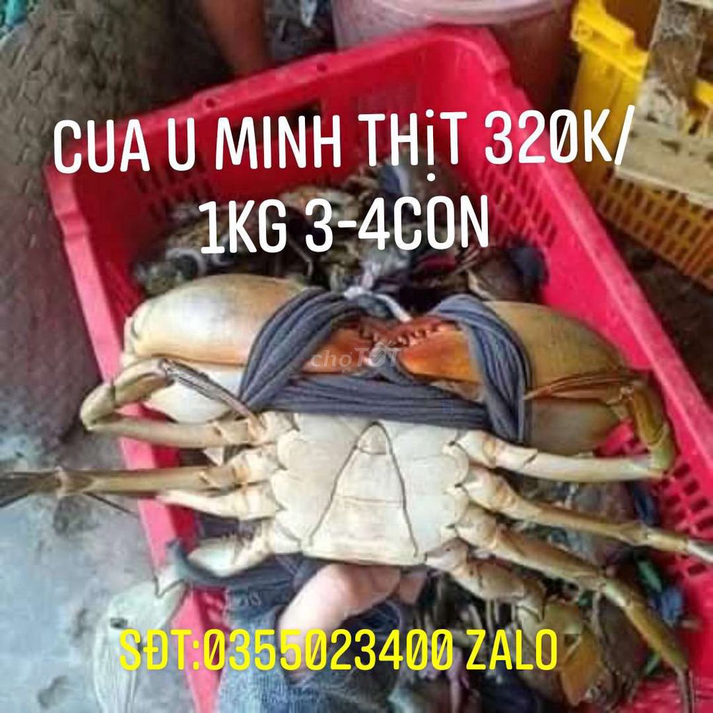 Tôm càng xanh*cua u minh thịt