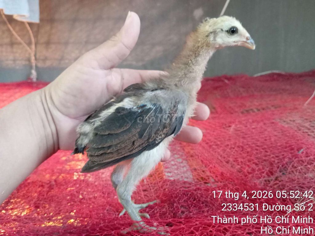 Gà Thái - Mỹ - Việt gần 2 tháng. Mua bán Gà tại Huyện Long Điền Bà Rịa - Vũng Tàu được đăng bởi Hà Xuyên Betta Guppy Shop hình 1