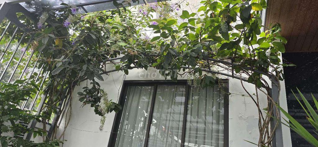 Thanh lý 02 Cây cảnh Mai xanh lớn (cao 3m hơn). Mua bán Cây cảnh, đồ trang trí tại Thành phố Thủ Dầu Một Bình Dương được đăng bởi Trần Lộc hình 1