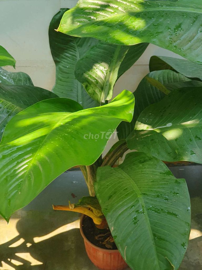 Cây cảnh Đại phú gia xanh mướt. Mua bán Cây cảnh, đồ trang trí tại Quận Thanh Khê Đà Nẵng được đăng bởi ZKS Store hình 1