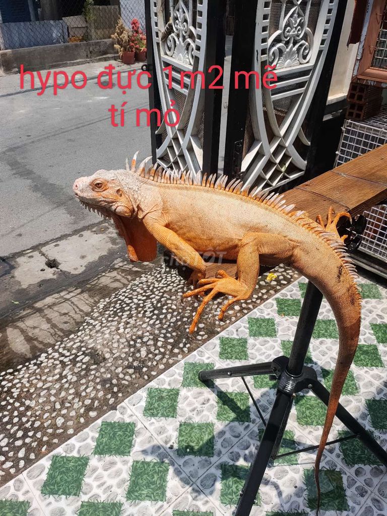 hypo to đột biến