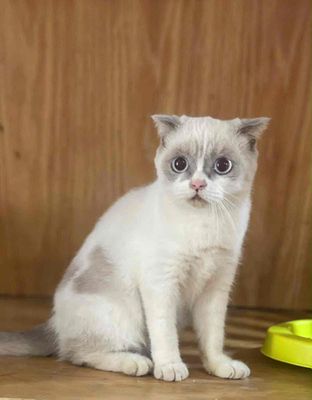Thly nghĩ sinh sản - ragdoll/ xx/ bicolor/ hyma ..