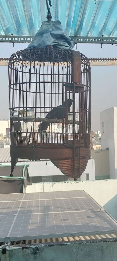 Cả Bộ Mun 1 Mùa. Mua bán Chim tại Quận Tân Bình Tp Hồ Chí Minh được đăng bởi Đam mê 1Thời hình 1