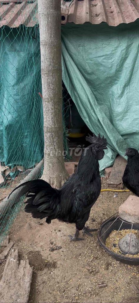 bán gà đen mặt quỷ indo. Mua bán Gà tại Thành phố Thái Bình Thái Bình được đăng bởi duong thuong con hình 1