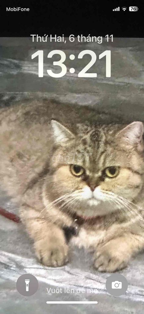 Mèo Cái màu Nâu vàng. Mua bán Mèo tại Quận Ninh Kiều Cần Thơ được đăng bởi Hải hình 1