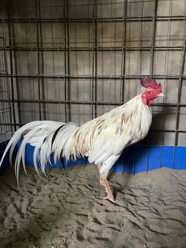 gà bướm 2k5. Mua bán Gà tại Huyện Mỹ Xuyên Sóc Trăng được đăng bởi gà gjá rẻ sóc trăng hình 1