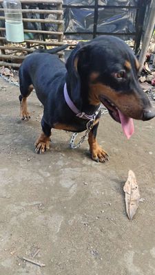 Chó lạp xưởng đen vàng 8 tháng