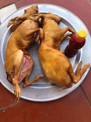 Thịt thỏ. Mua bán Đồ ăn, thực phẩm và các loại khác tại Huyện Vĩnh Bảo Hải Phòng được đăng bởi Nga Thuy