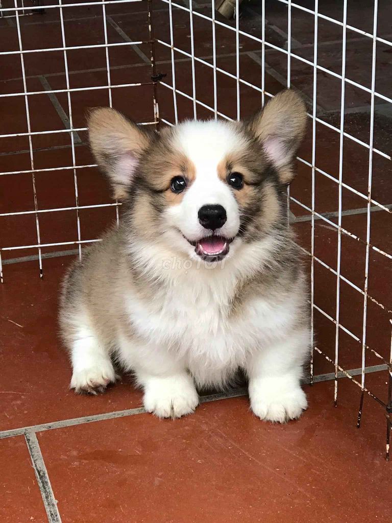 0976628408 - Chó CORGI mông to, lắc lư. Ship tận nhà!