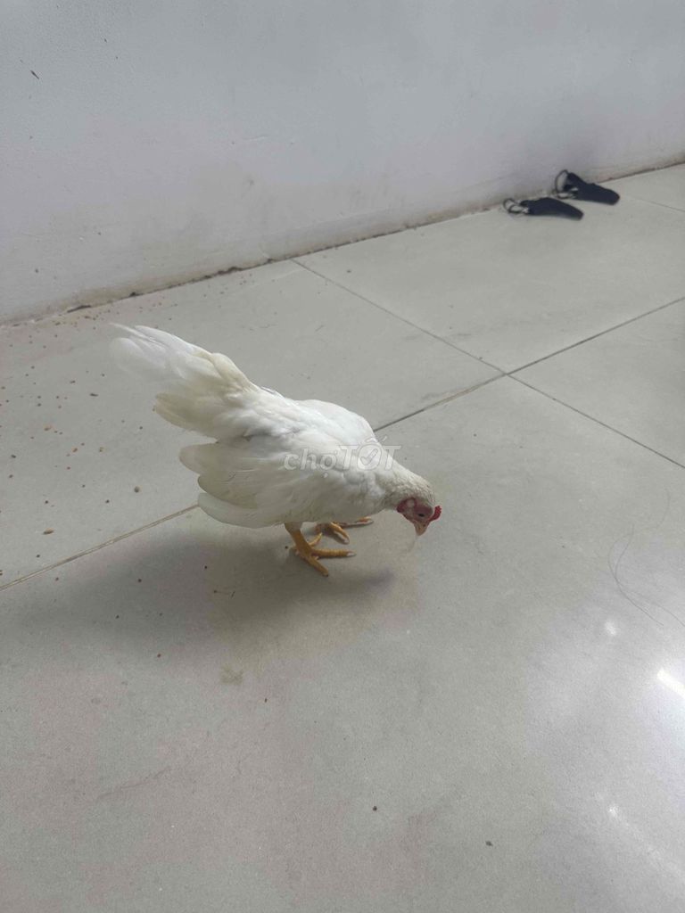 Gà tre trống nhạn 100g. Mua bán Gà tại Quận Gò Vấp Tp Hồ Chí Minh được đăng bởi Chính Gà Rừng hình 1