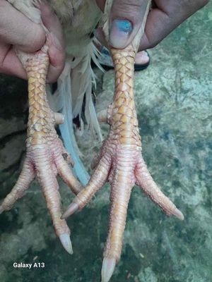 nọc thái chumphon 3.5 kg tay tốt long mới. Mua bán Gà tại Huyện Thanh Bình Đồng Tháp được đăng bởi Boymientay