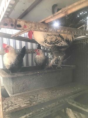 Gà giống Ai cặp. Mua bán Gà tại Quận Tân Bình Tp Hồ Chí Minh được đăng bởi Anh Hoàng