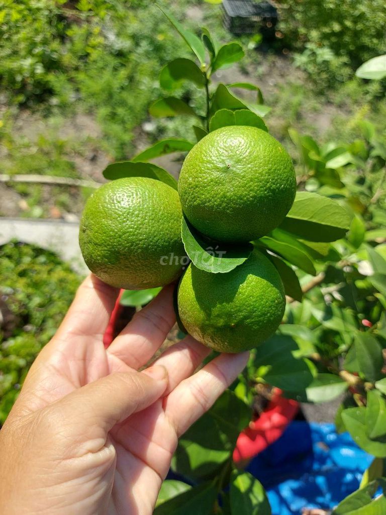 Cây chanh 💚Tứ quý 💚trĩu trái💚. Mua bán Cây cảnh, đồ trang trí tại Quận Gò Vấp Tp Hồ Chí Minh được đăng bởi Tô Kem  hình 1