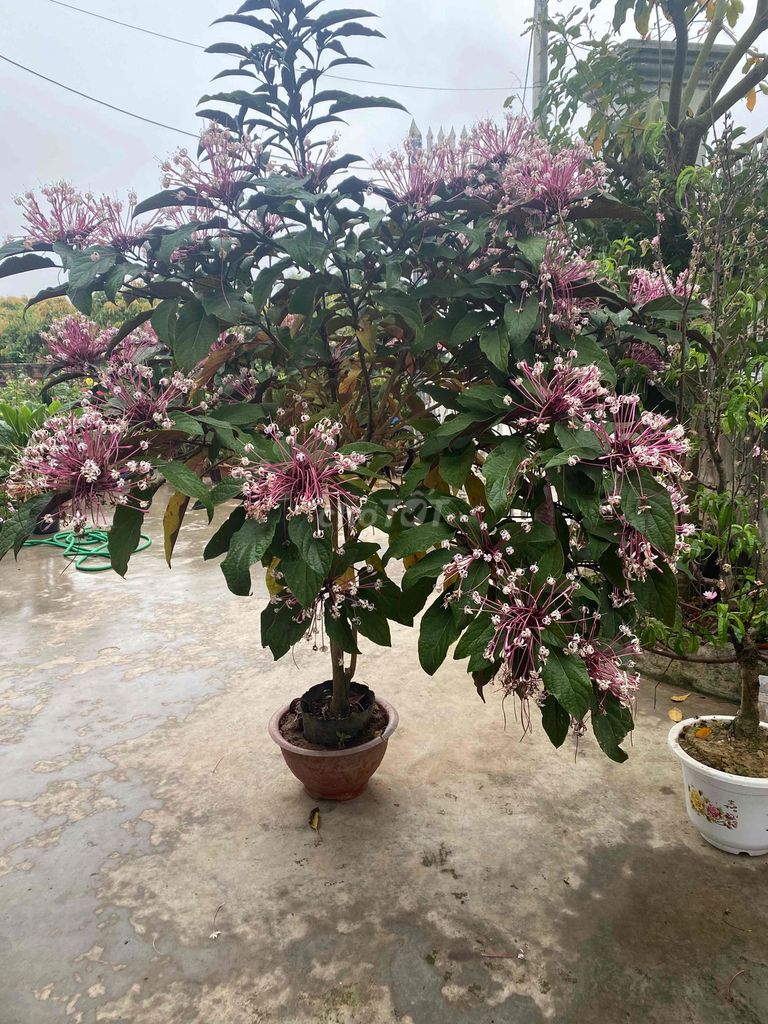 Cây cảnh màu Hồng. Mua bán Cây cảnh, đồ trang trí tại Huyện Thanh Hà Hải Dương được đăng bởi Thoa Mits hình 1