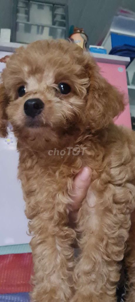 Chó Poodle Tini Nâu, Kem 2 tháng đã tiêm. Mua bán Chó tại Quận Tân Bình Tp Hồ Chí Minh được đăng bởi Nguyễn Túken hình 1
