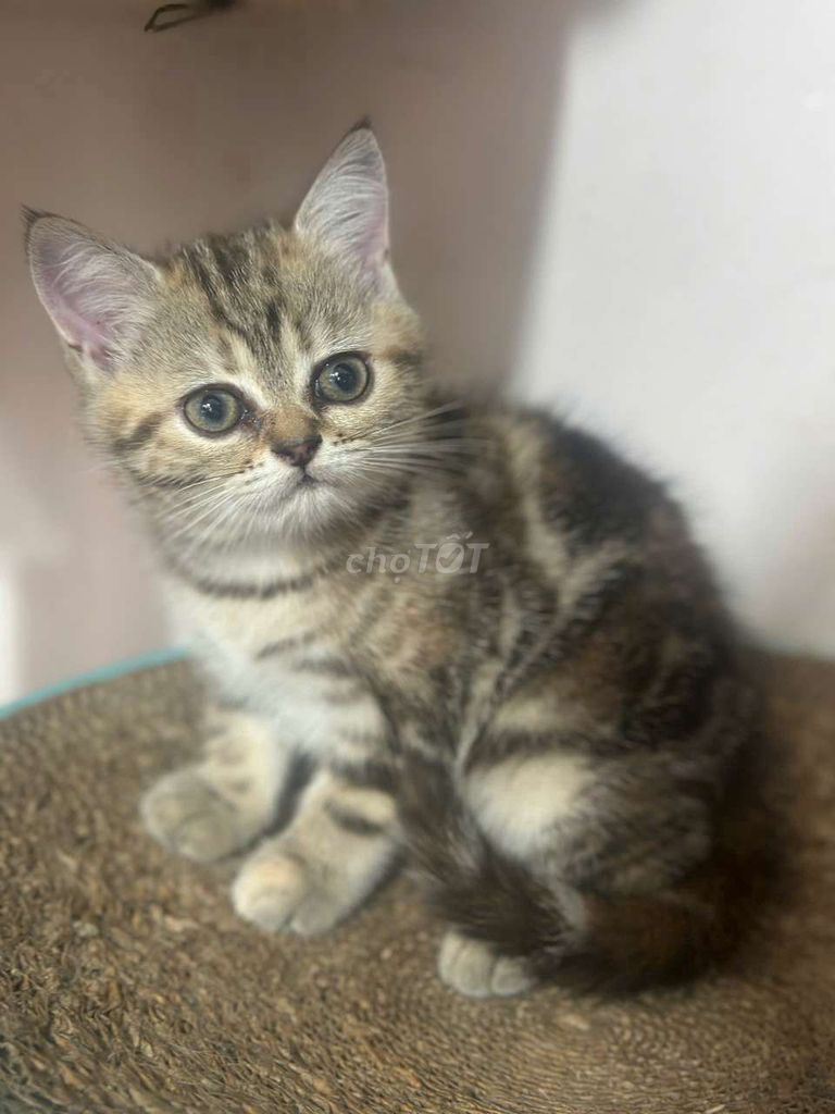 Mèo Anh lông ngắn Tabby 2 tháng. Mua bán Mèo tại Thành phố Đà Lạt Lâm Đồng được đăng bởi khôi vỹ hình 1