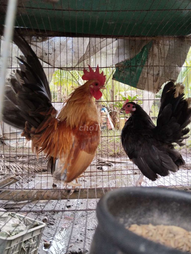 Cặp gà serama!. Mua bán Gà tại Quận 12 Tp Hồ Chí Minh được đăng bởi Nguyễn Hoài Nam hình 1