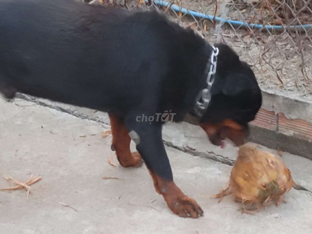 Chó Rottweiler đực trưởng thành. Mua bán Chó tại Thành phố Biên Hòa Đồng Nai được đăng bởi Nhân Rottweiler  hình 2