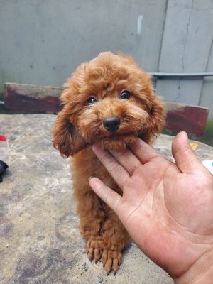 Chó nhà đẻ 2 đực 1 cái. Mua bán Chó tại Huyện Long Thành Đồng Nai được đăng bởi Phong