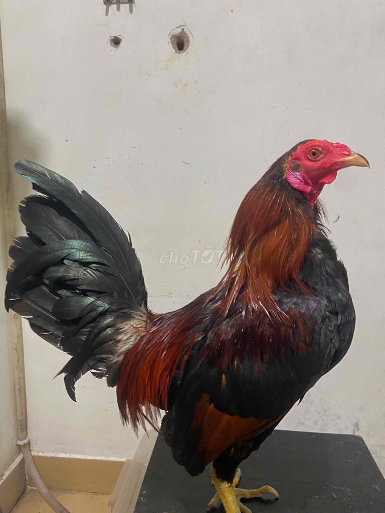 Gà tre 1.35kg Đen, Đỏ. Mua bán Gà tại Quận Phú Nhuận Tp Hồ Chí Minh được đăng bởi Minh hình 1