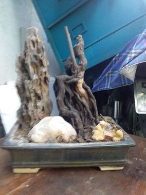 chậu trồng cây. Mua bán Cây cảnh, đồ trang trí tại Quận 12 Tp Hồ Chí Minh được đăng bởi Bé 