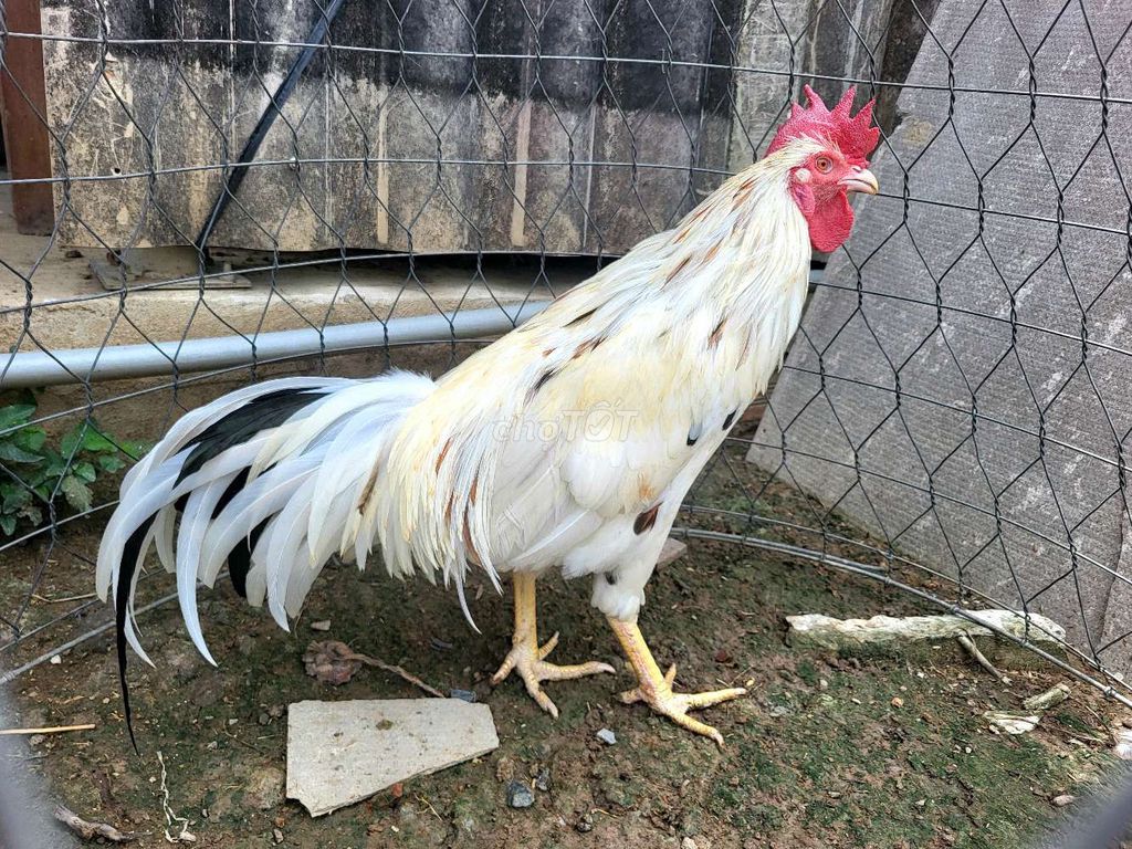 Gà trống giống trắng đực 2.7kg. Mua bán Gà tại Huyện Chợ Gạo Tiền Giang được đăng bởi Trại gà nồi Trần Duy hình 1