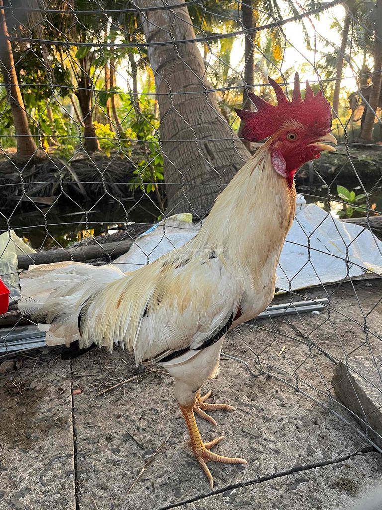 Gà chọi Điều 3.4kg Đực Gà tơ. Mua bán Gà tại Huyện Trà Ôn Vĩnh Long được đăng bởi khangli hình 1