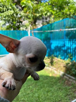 Chó Chihuahua cái trắng kem 2 tháng