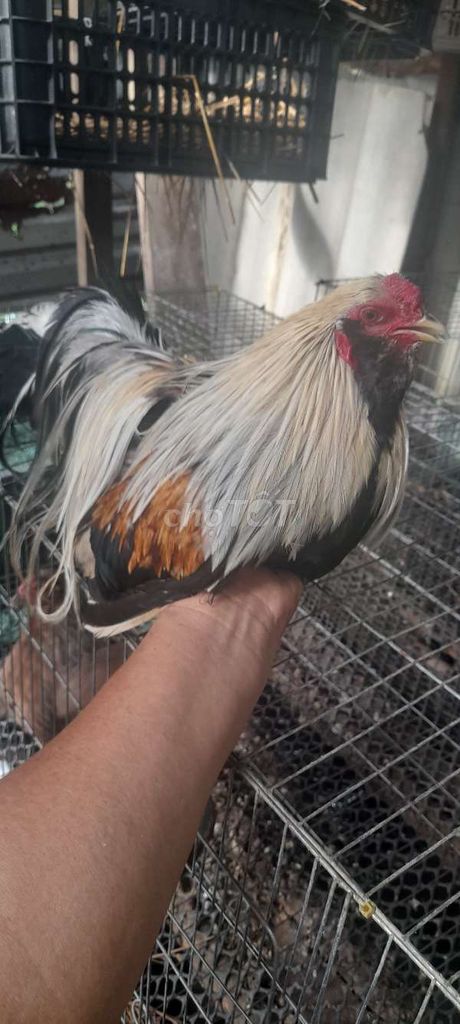 Gà Tân Châu Đực Đa sắc Trưởng thành. Mua bán Gà tại Huyện Tiểu Cần Trà Vinh được đăng bởi Giau Nguyen hình 1