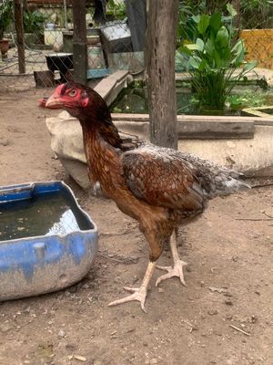 gà đòn. Mua bán Gà tại Huyện Trảng Bom Đồng Nai được đăng bởi phát nguyễn