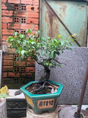khế gân bonsai cây dáng thon mượt. Mua bán Cây cảnh, đồ trang trí tại Huyện Củ Chi Tp Hồ Chí Minh được đăng bởi nguyễn quốc Thắng