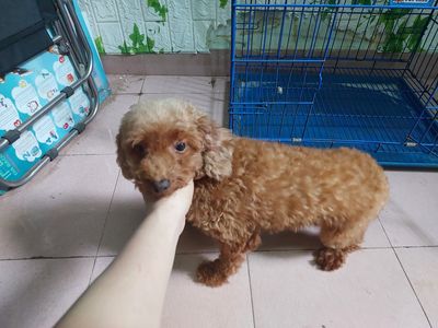 Chó Poodle nâu đỏ 2 tuổi thuần chủng. Mua bán Chó tại Quận Gò Vấp Tp Hồ Chí Minh được đăng bởi Bảo Nam 