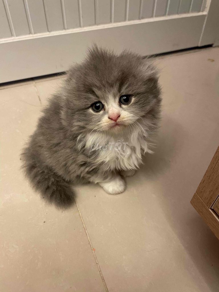 Mèo Bicolor cái 1 tháng. Mua bán Mèo tại Quận 7 Tp Hồ Chí Minh được đăng bởi Ngyn hình 1