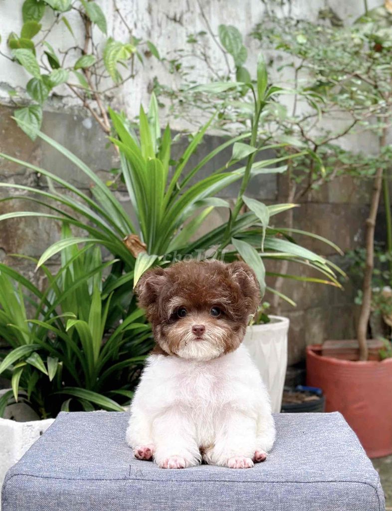 poodle tai bướm