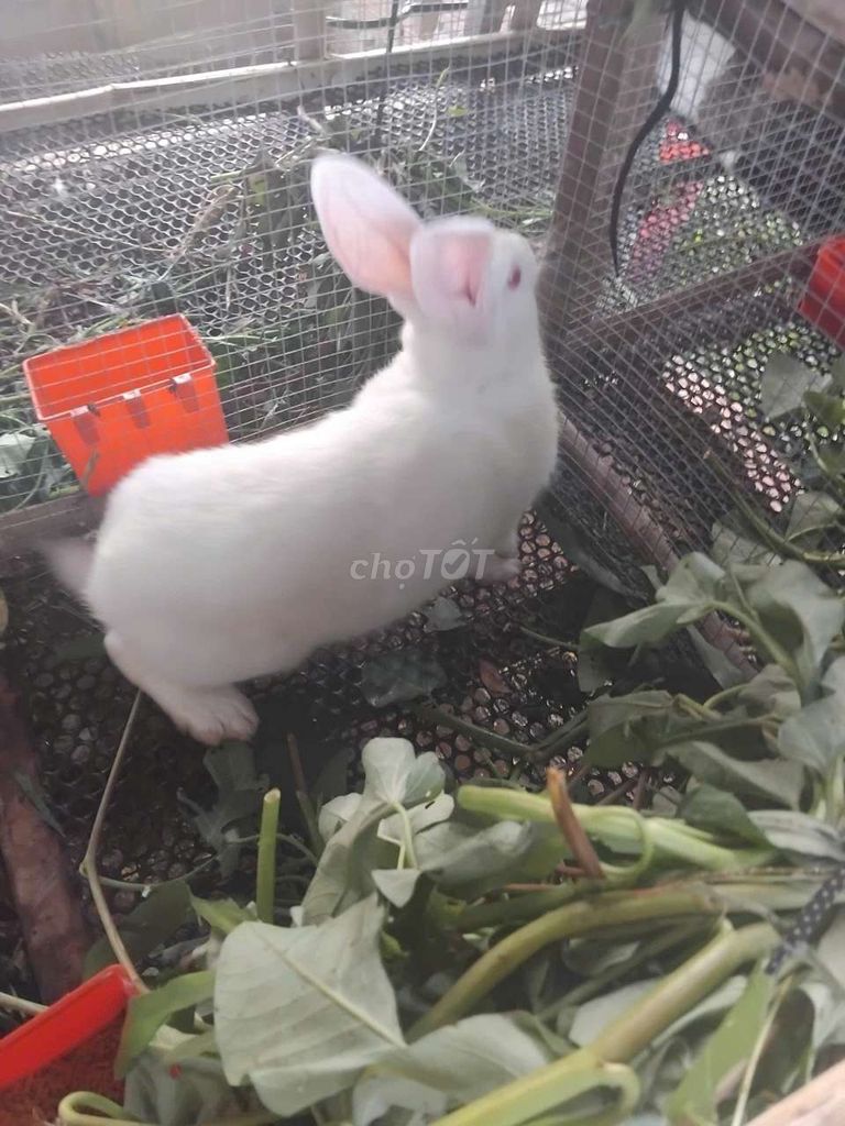 Thỏ đưc tơ 2k1-2k4. Mua bán Thú cưng khác tại Huyện Châu Thành Tiền Giang được đăng bởi tuan hình 1
