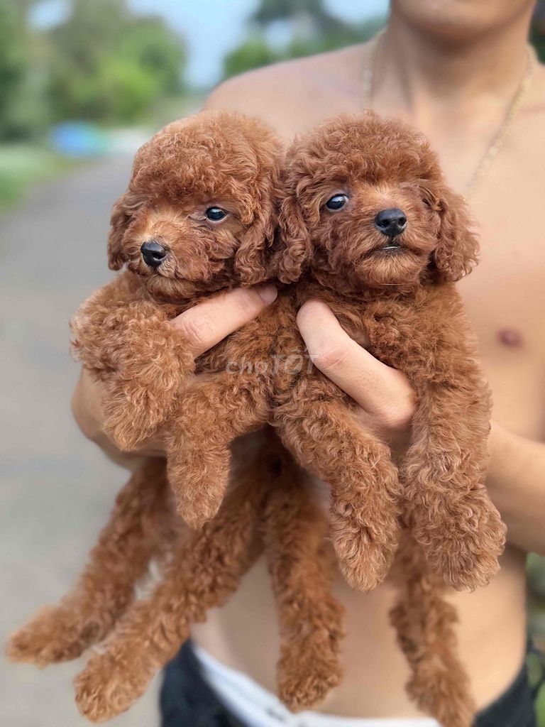 Chó Poodle Nâu đỏ. Mua bán Chó tại Thành phố Biên Hòa Đồng Nai được đăng bởi Quốc Long hình 1
