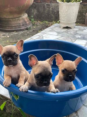 Bull Pháp  Giá 2TR9 Chơi Tết