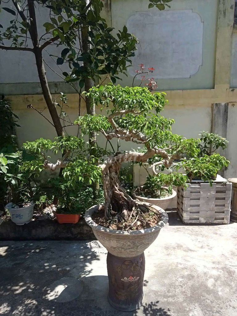 Bán chậu sanh dáng long cốt già. Mua bán Cây cảnh, đồ trang trí tại Huyện An Dương Hải Phòng được đăng bởi lexus hình 1