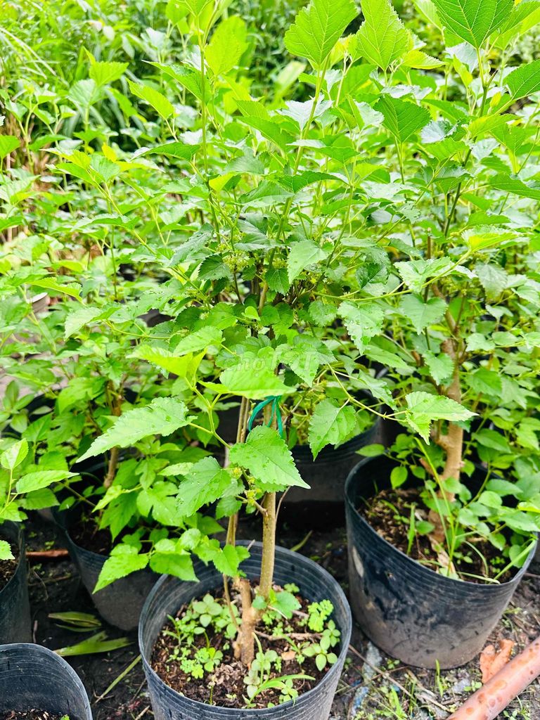 Dâu tằm thuần chậu khỏe đẹp đang trái nhiều. Mua bán Cây cảnh, đồ trang trí tại Quận Gò Vấp Tp Hồ Chí Minh được đăng bởi Vườn Kiểng Nhà Nị Ny hình 1